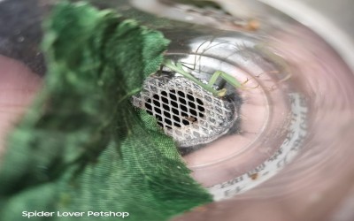 GOLDEN PRAYING MANTIS